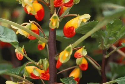 impatiens bec de perroquet jigsaw puzzle