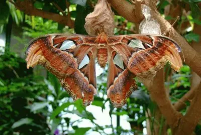 Butterfly Garden  Victoria Island  BC