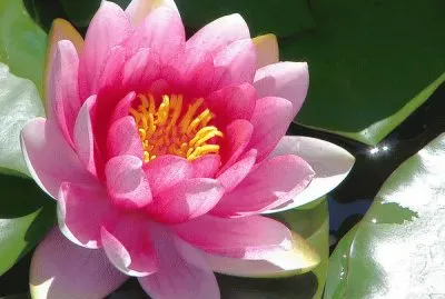 Beautiful Waterlily jigsaw puzzle