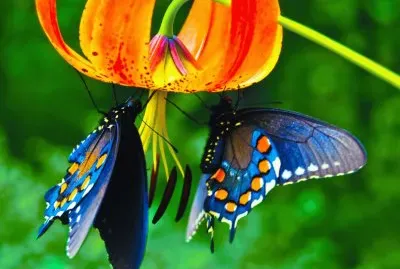 Beautiful Butterfly jigsaw puzzle