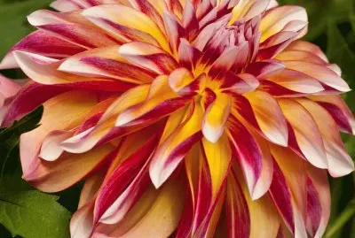 Caribbean Dahlia jigsaw puzzle