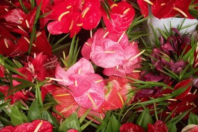 Anthurium Flowers jigsaw puzzle