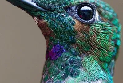 Beautiful Bird