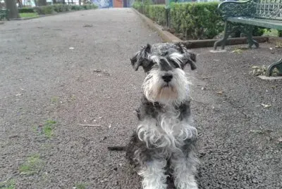 chato8