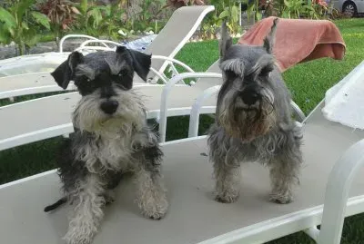 chato y baby 3