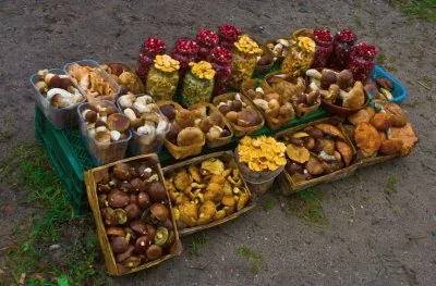 Roadside Mushroom selling  Lithuania
