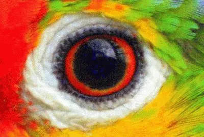 Arara