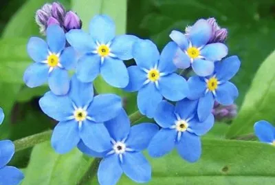 myosotis jigsaw puzzle