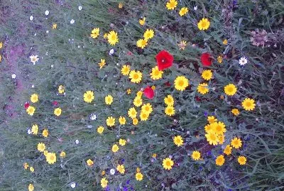 prato fiorito jigsaw puzzle