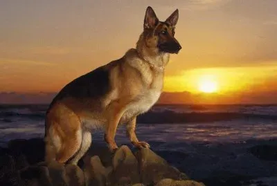 perro guardian