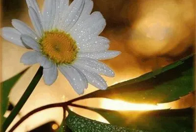 - bela jigsaw puzzle