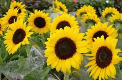 - linda,(78) jigsaw puzzle