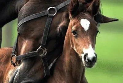 פאזל של - sintonia