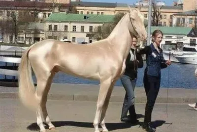 - o cavalo eleito mais bonito do mundo!