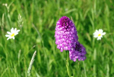 wild flowers Normandy jigsaw puzzle