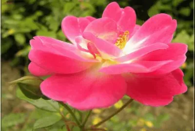 Ã©glantine jigsaw puzzle