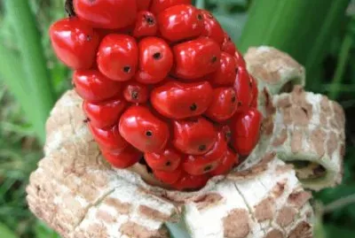 Elephant Ear  Virginia  USA