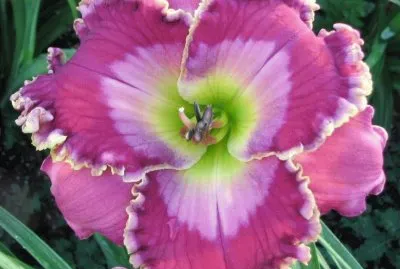 Hemecocallis  Daylily