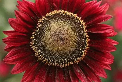 Red Sunflower