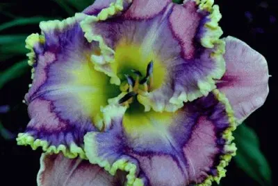 Special Mardi Gras Flower  New Orleans  USA