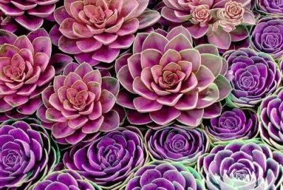 Succulents