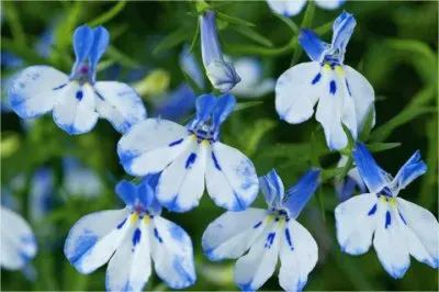 lobelia jigsaw puzzle