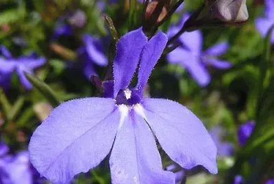 lobelia jigsaw puzzle