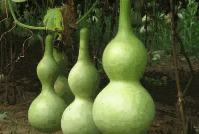 Porongos ( para cuia de chimarrÃ£o)