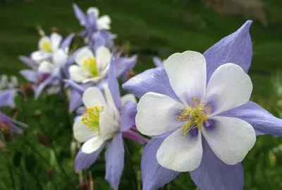 Colorado State Flower jigsaw puzzle