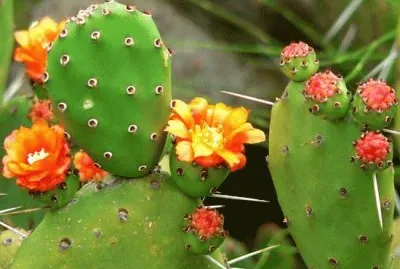 Prickly Pear Cactus  Arizona
