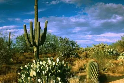 Typical American desert view