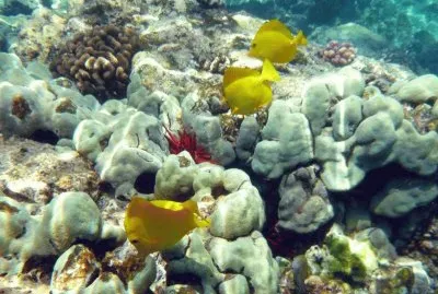 Peixos i coral