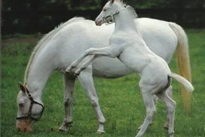 - cavalo branco