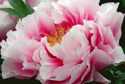 Japanese Tree Peony