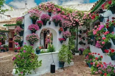 Flowerful Patio  Cordoba  Spain