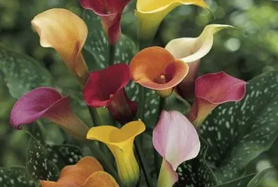 calla jigsaw puzzle
