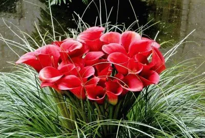 flor