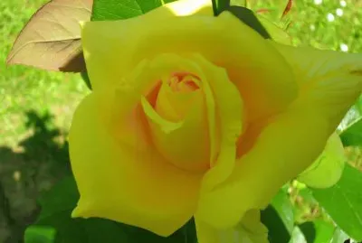 natura jigsaw puzzle