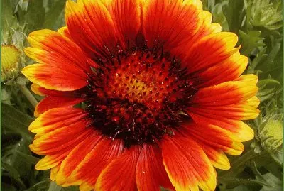 gaillarde