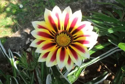 natura
