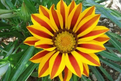 natura jigsaw puzzle