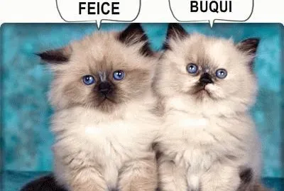 פאזל של - feice  buqui