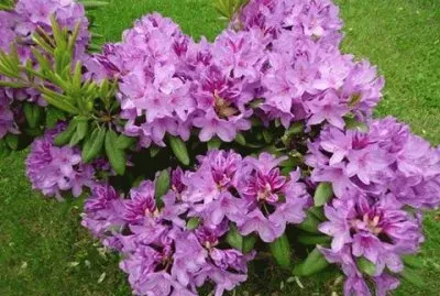 - flores