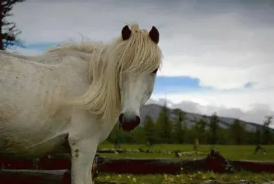 - cavalo branco.