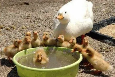 פאזל של - patos