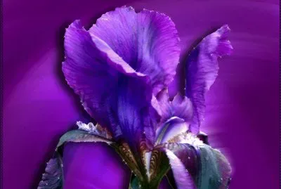 - flor linda,(1) jigsaw puzzle