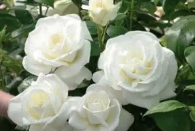 Rosas Brancas jigsaw puzzle