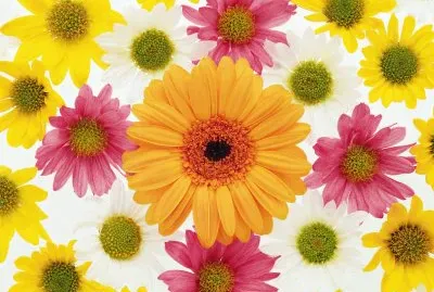 Flores