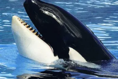 Orca