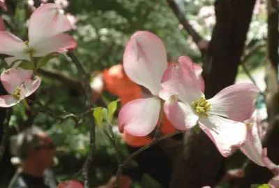 Dogwood